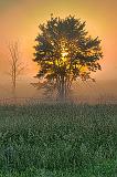 Tree In Misty Sunrise_24557-9